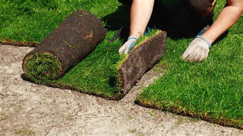 Sod Installation 